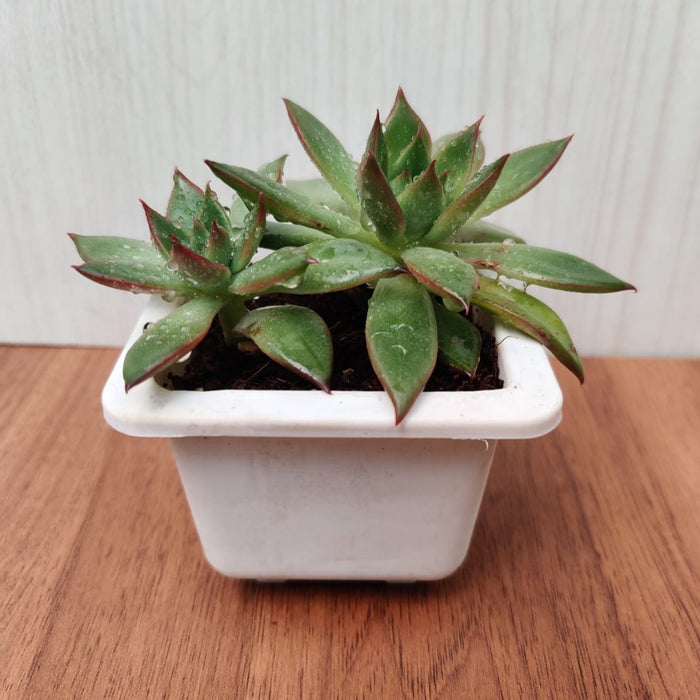 Echeveria 'Benimusume' Succulent Plant