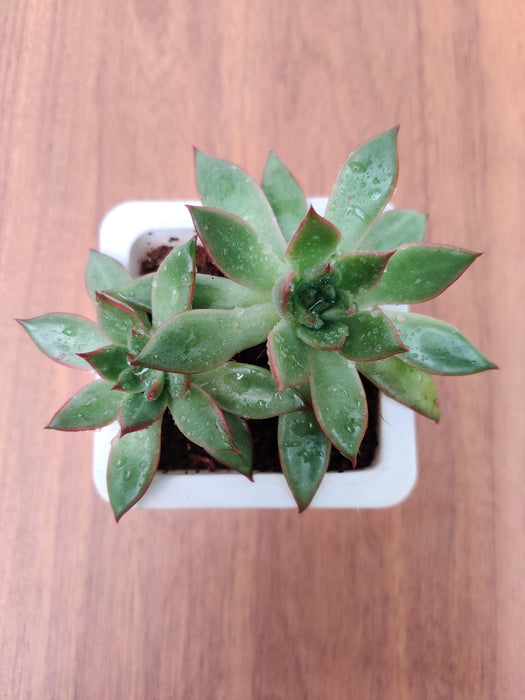 Echeveria 'Benimusume' Succulent Plant