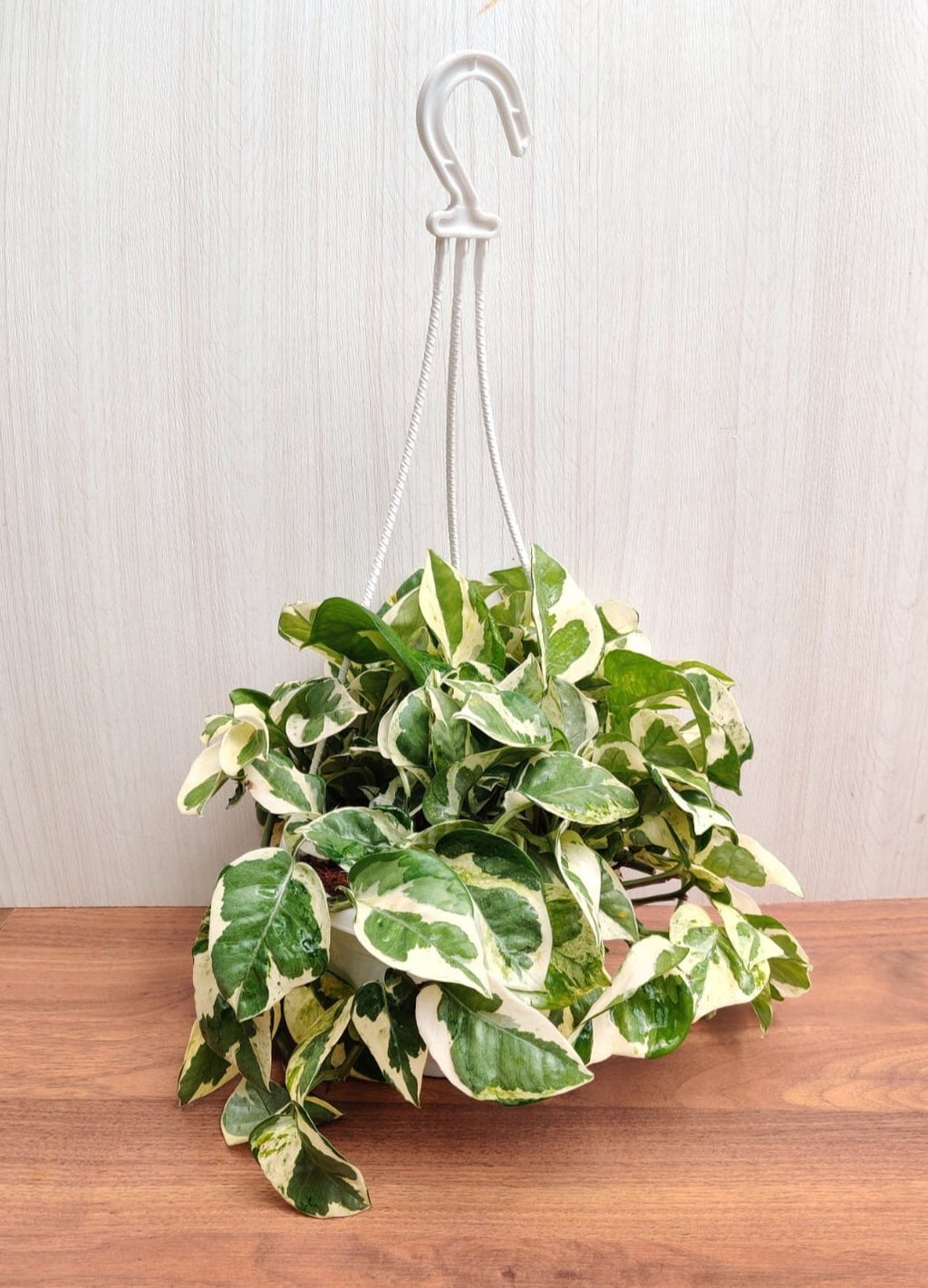 Buy Live Plants, Pots, Seeds, Artifcial Plants, Garden tools and more