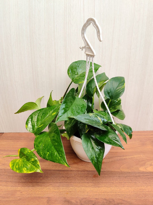 Money Plant Variegated with Hanging Pot - Stunning Variegated Foliage