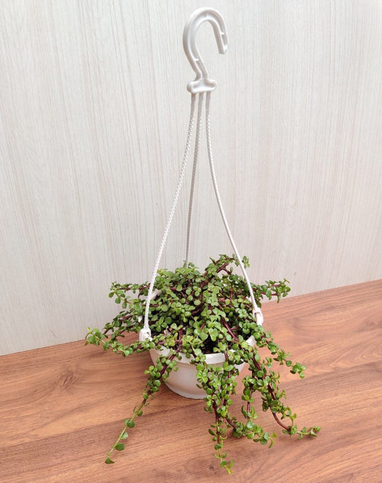 Jade Mini Green Hanging Plant - Perfect for adding freshness to hanging displays