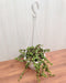 Jade Mini Green Hanging Plant - Perfect for adding freshness to hanging displays