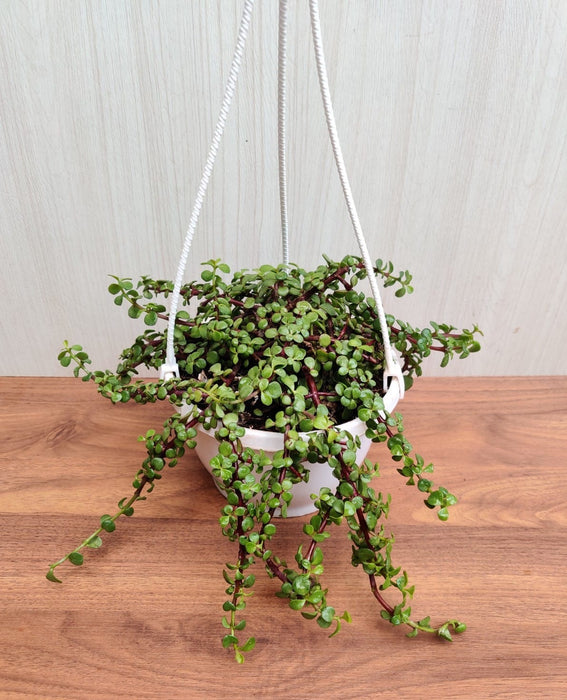 Jade Mini Green Hanging Plant - Petite and Charming for Indoor Displays