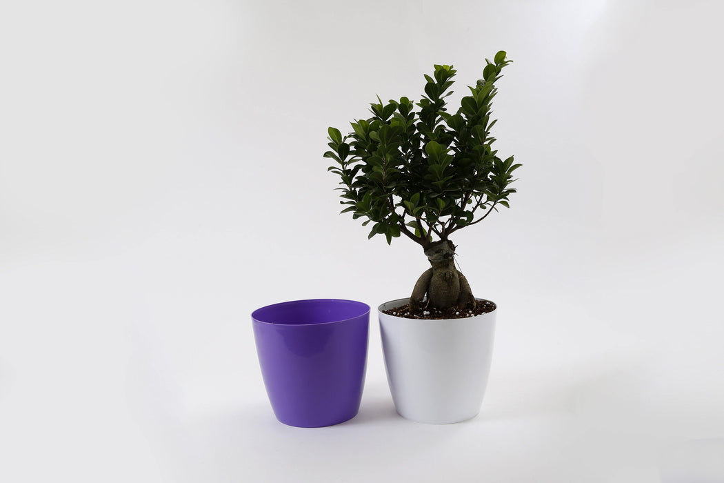 Blue Plastic Planters | Violet Pots | Chhajed Garden