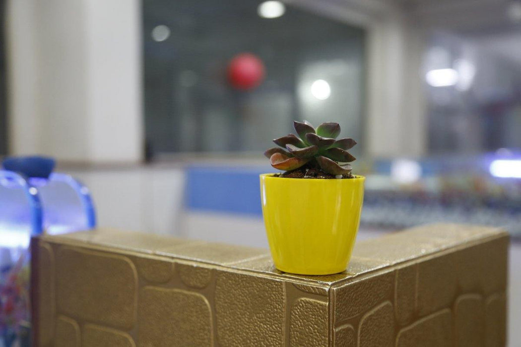 2.5 Inch Plastic Plant Pots | Yellow Singapore Pot | Chhajed Garden