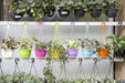7 Inch Hanging Pot Multi (Pack of 12) - CGASPL