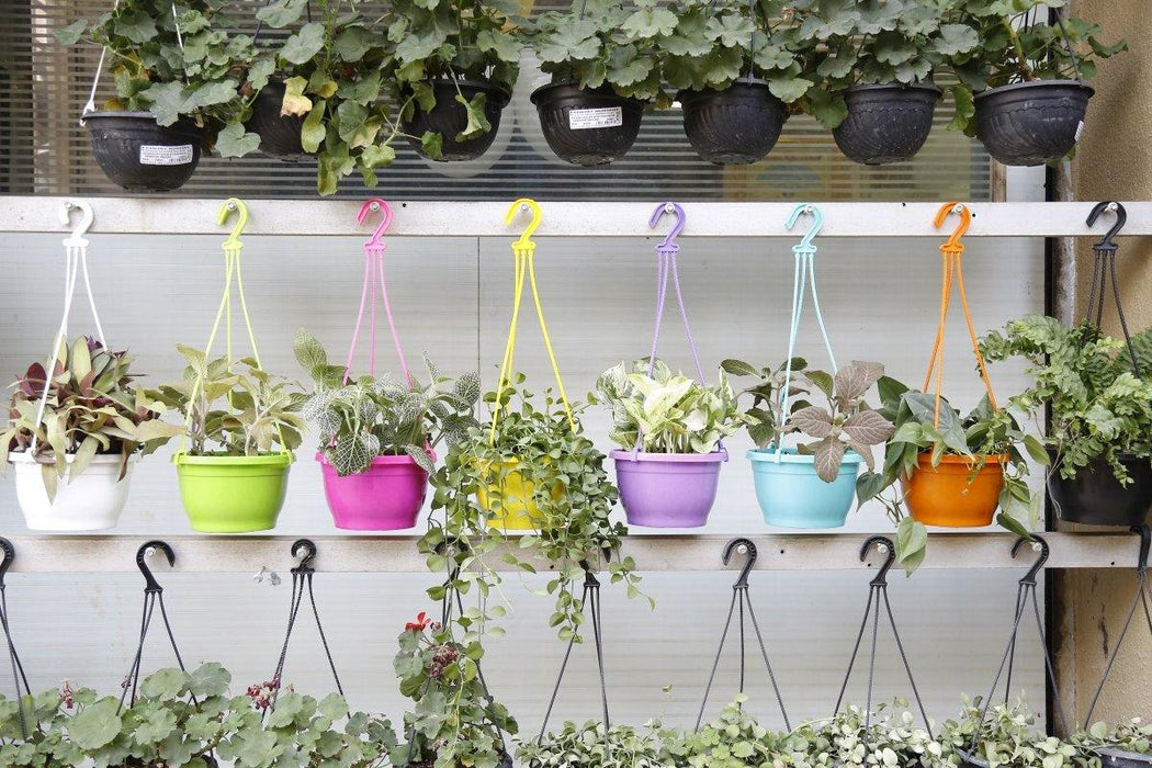 8 Inch Hanging Pot Multi (Pack of 6) - CGASPL