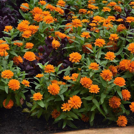 Zinnia Double Zahara Orange Bright Flower Seeds - CGASPL