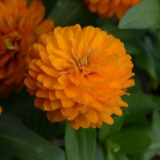 Zinnia Double Zahara Orange Bright Flower Seeds - CGASPL
