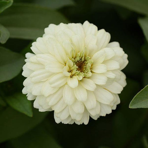 Zinnia Double Zahara White Flower Seeds - CGASPL