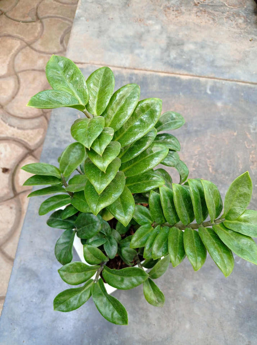 Zamiaculacus zenzii (zz,plant) - ChhajedGarden.com