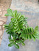 Zamiaculacus zenzii (zz,plant) - ChhajedGarden.com