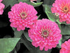 Zinnia Double Dreamland Pink Flower Seeds - CGASPL