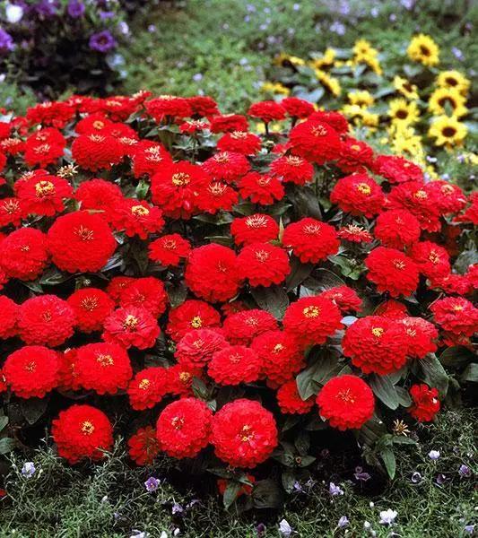 Zinnia Double Dreamland Red Flower Seeds - CGASPL