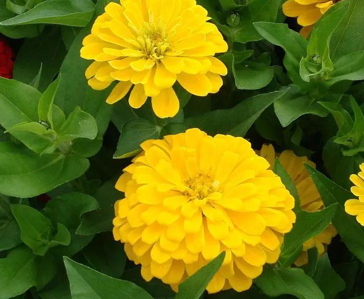 Zinnia Double Dreamland Yellow Flower Seeds - CGASPL