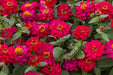 Zinnia Double Profusion Hot Cherry Flower Seeds - CGASPL