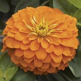 Zinnia Magellan Orange Flower Seeds - ChhajedGarden.com