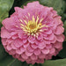 Zinnia Magellan Pink Flower Seeds - ChhajedGarden.com