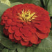 Zinnia Magellan Scarlet Flower Seeds - ChhajedGarden.com