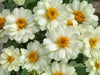 Zinnia Double Profusion White Flower Seeds - CGASPL