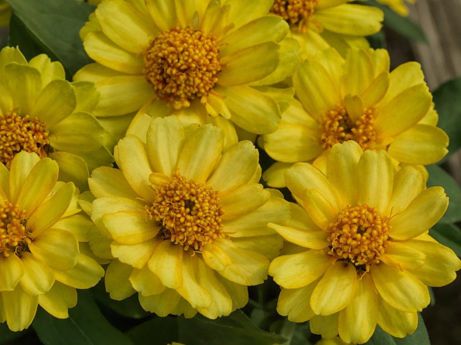 Zinnia Double Profusion Yellow Flower Seeds - CGASPL