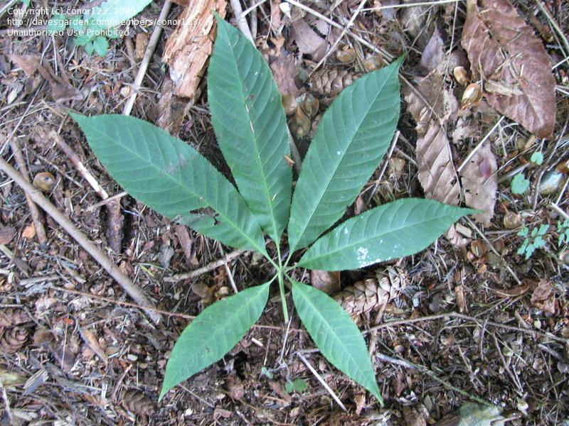 Aesculus assamica Seeds , East Himalayan Horse Chestnut Seeds - CGASPL