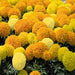 African Marigold Inca Mix Flower Seeds