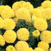 African Marigold Inca Yellow Flower Seeds