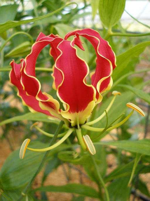 Gloriosa Red Flower Bulbs (Pack of 6) - CGASPL