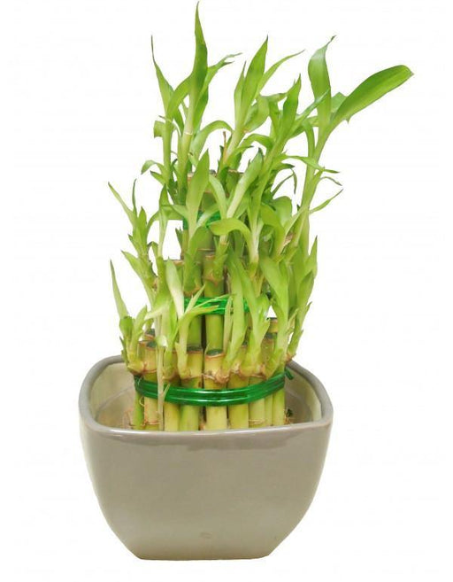 3 Layer Lucky Bamboo With Grey Ceramic Pot - CGASPL