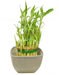 3 Layer Lucky Bamboo With Grey Ceramic Pot - CGASPL