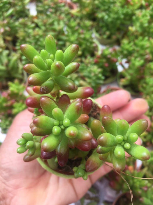Sedum Rubrotinctum Jelly Bean Small Succulent Plant - CGASPL