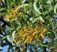 Acacia Auriculiformis Australian Babul