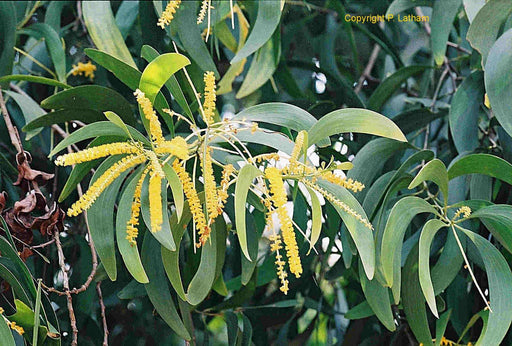 Acacia Auriculiformis Australian Babul - CGASPL