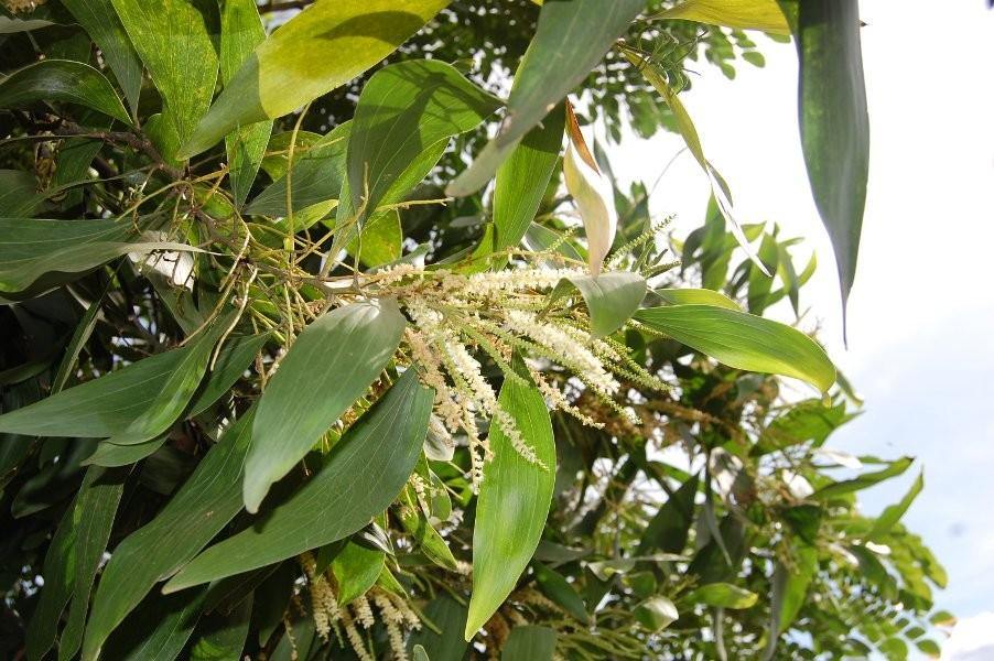 Acacia mangium Seeds, Marathi - Mangium - CGASPL