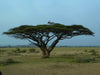 Acacia planifrons Seeds ,Umbrella Thorn