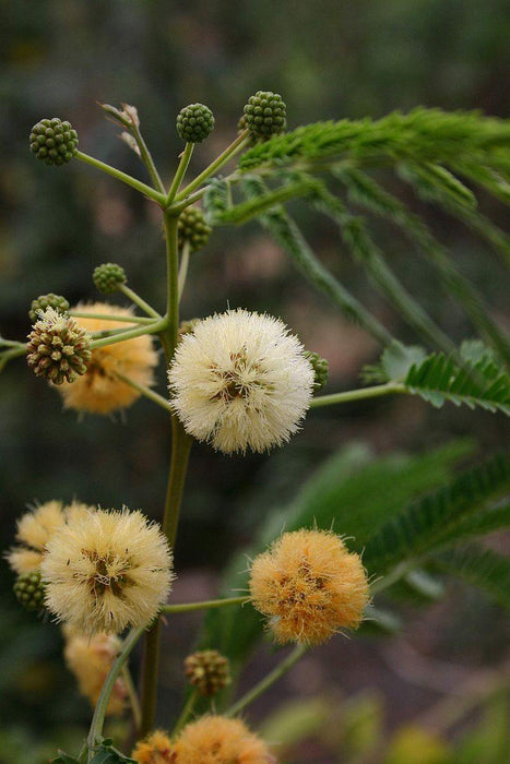 Albizia odoratissima (Qg) Seeds, Hindi: kala siris - CGASPL
