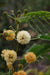Albizia odoratissima (Qg) Seeds, Hindi: kala siris - CGASPL