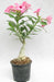 All Year Prosperty Pink Adenium Single Layer Pink Flower Plant