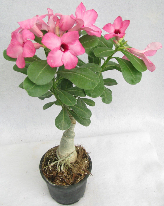 Prosperity Pink Adenium Single Layer Pink Flower Plant - CGASPL