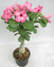 Prosperity Pink Adenium Single Layer Pink Flower Plant - CGASPL