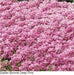Alyssum Easter Bonnet Deep Pink