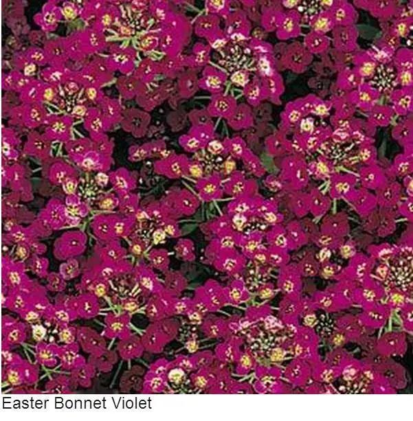 Alyssum Easter Bonnet Violet