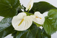 Anthurium White Color Flowering Plant - ChhajedGarden.com