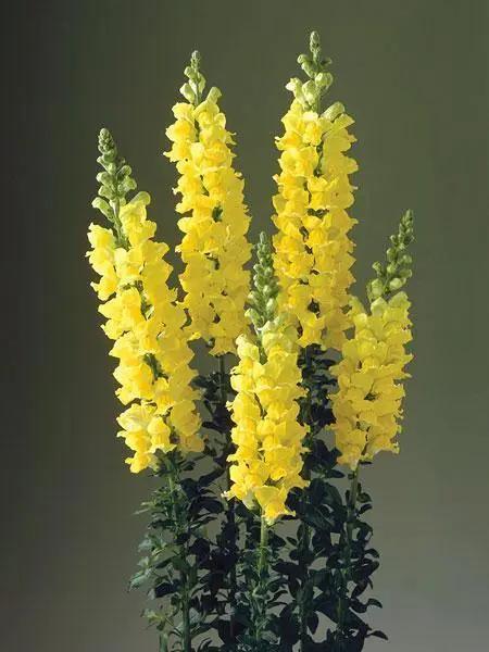 Antirrhinum Legend Yellow Flower Seeds