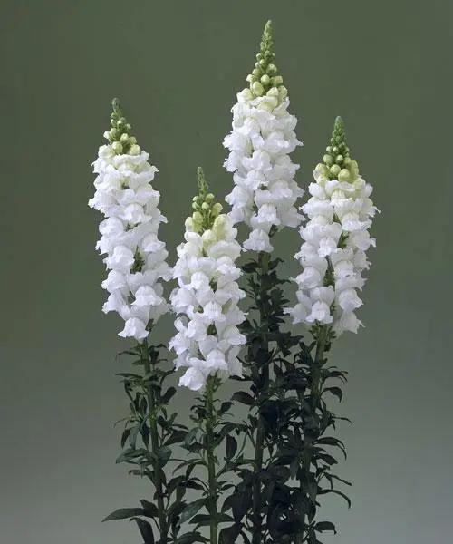 Antirrhinum Legend White Flower Seeds