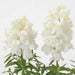Antirrhinum Snapshot White Flower Seeds
