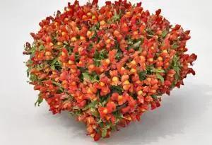 Antirrhinum Candy Showers Orange Flower Seeds