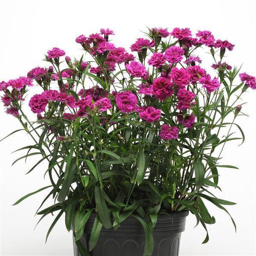 Dianthus Dynasty Orchid Flower Seeds - CGASPL