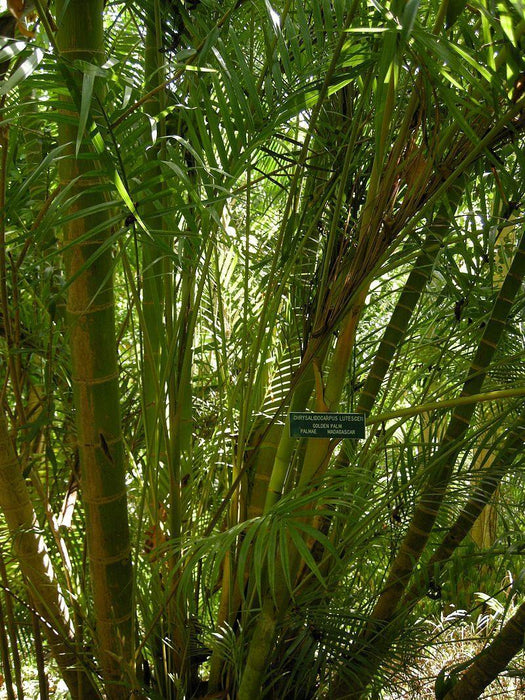 Areca palm seeds - CGASPL